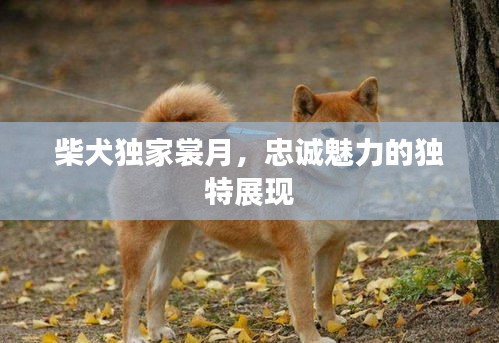 柴犬獨家裳月，忠誠魅力的獨特展現(xiàn)