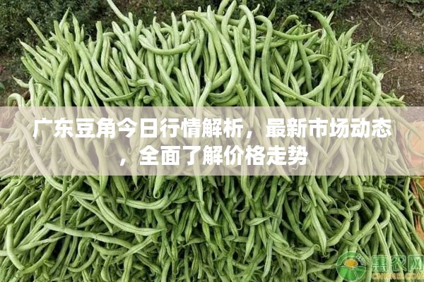 廣東豆角今日行情解析，最新市場(chǎng)動(dòng)態(tài)，全面了解價(jià)格走勢(shì)